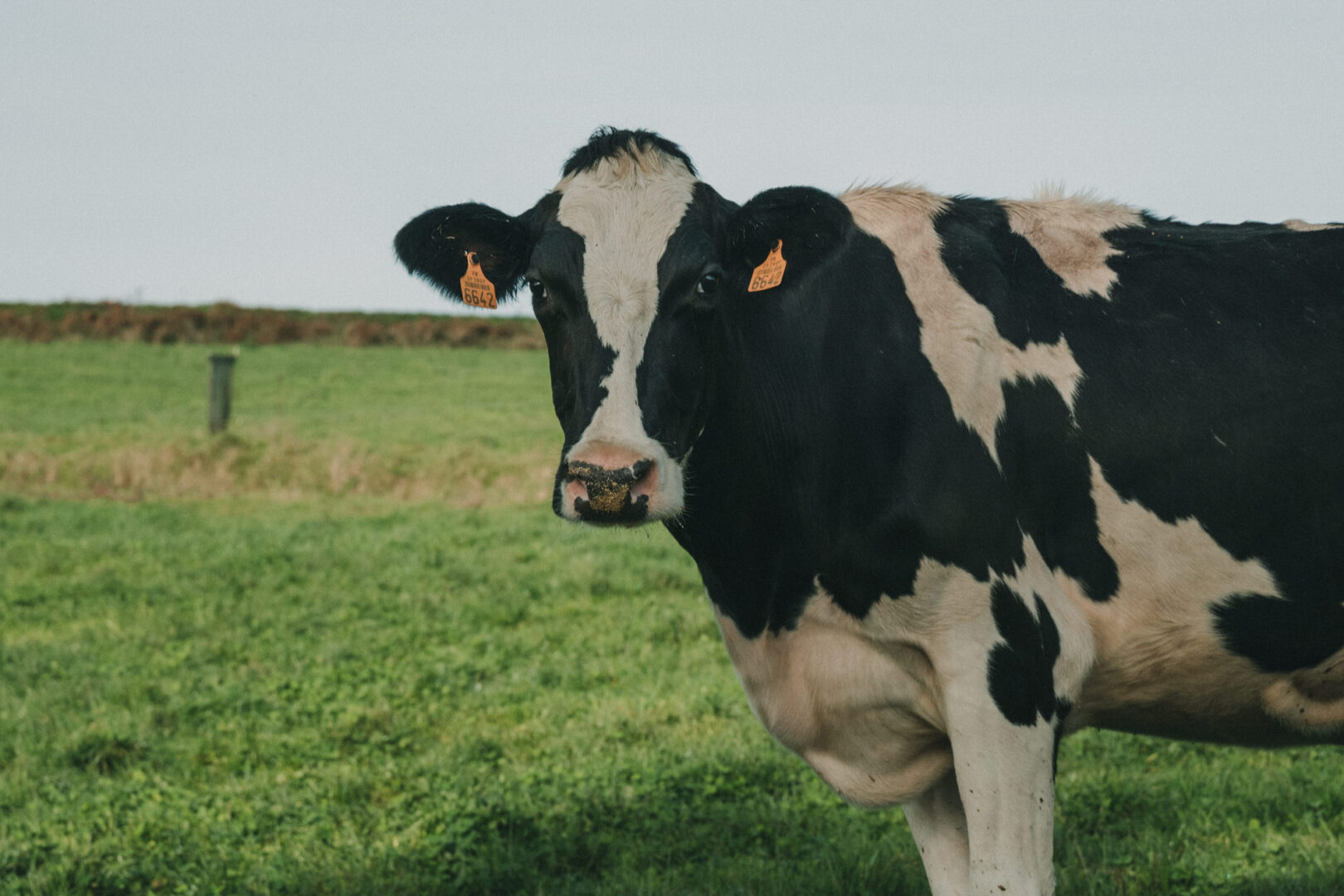 Ferme-de-Kergo-L_Histoire-dans-l_assiette-2020.11.13-Antoine-Borzeix-photographe-culinaire-Brest-www.antoineborzeix.fr-11-1