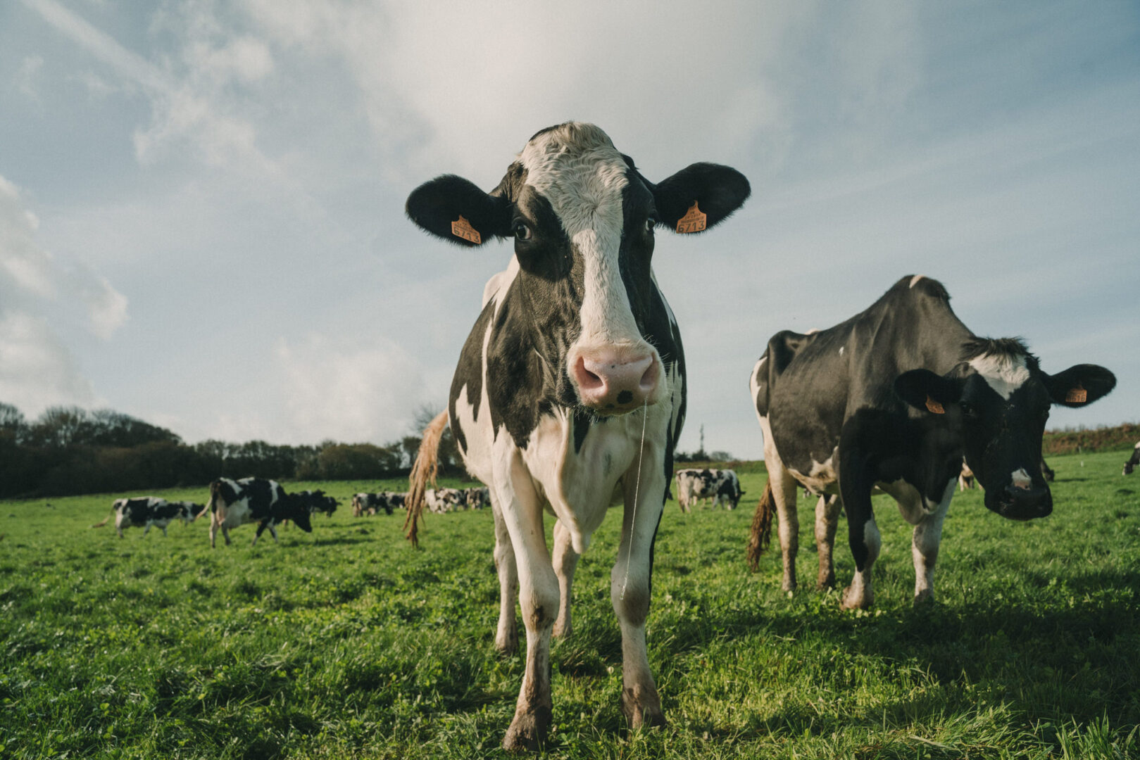 Ferme-de-Kergo-L_Histoire-dans-l_assiette-2020.11.13-Antoine-Borzeix-photographe-culinaire-Brest-www.antoineborzeix.fr-15-1