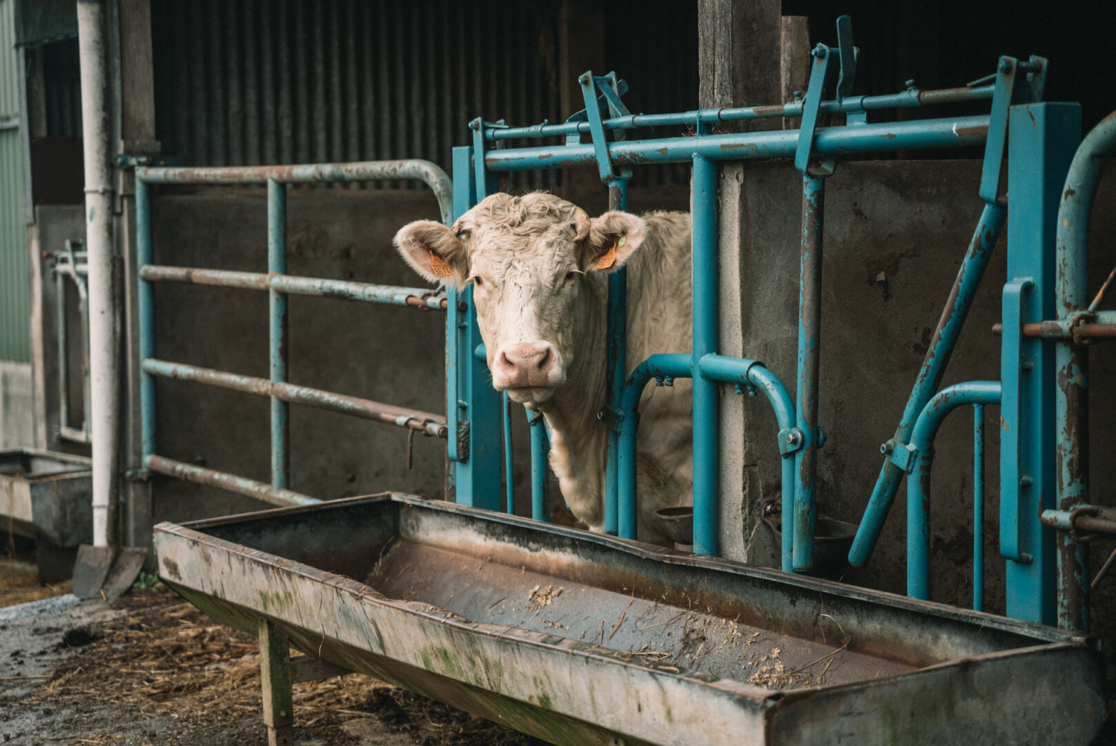 Le-boeuf-lemporte-2020.11.20-L_histoire-dans-l_assiette-par-Antoine-Borzeix-2-1